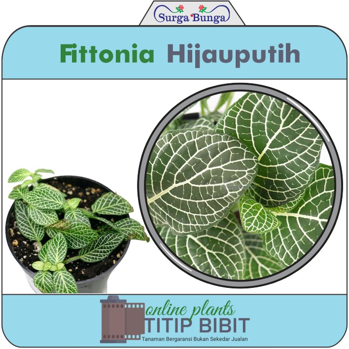 Fittonia Hijau putih tanaman hias daun