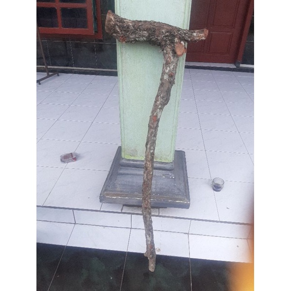 tongkat jalan kayu stigi natural original lengkap dg sisiknya