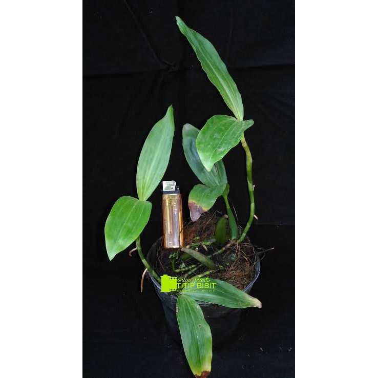 Anggrek spesies Coelogyne miniata