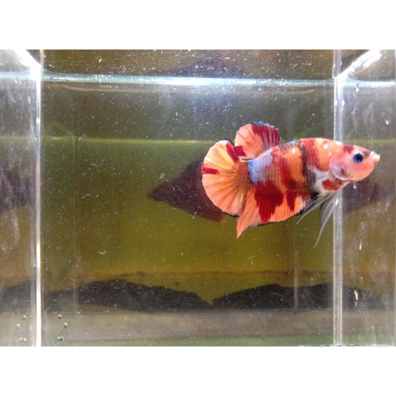 Cupang Nemo Galaxy