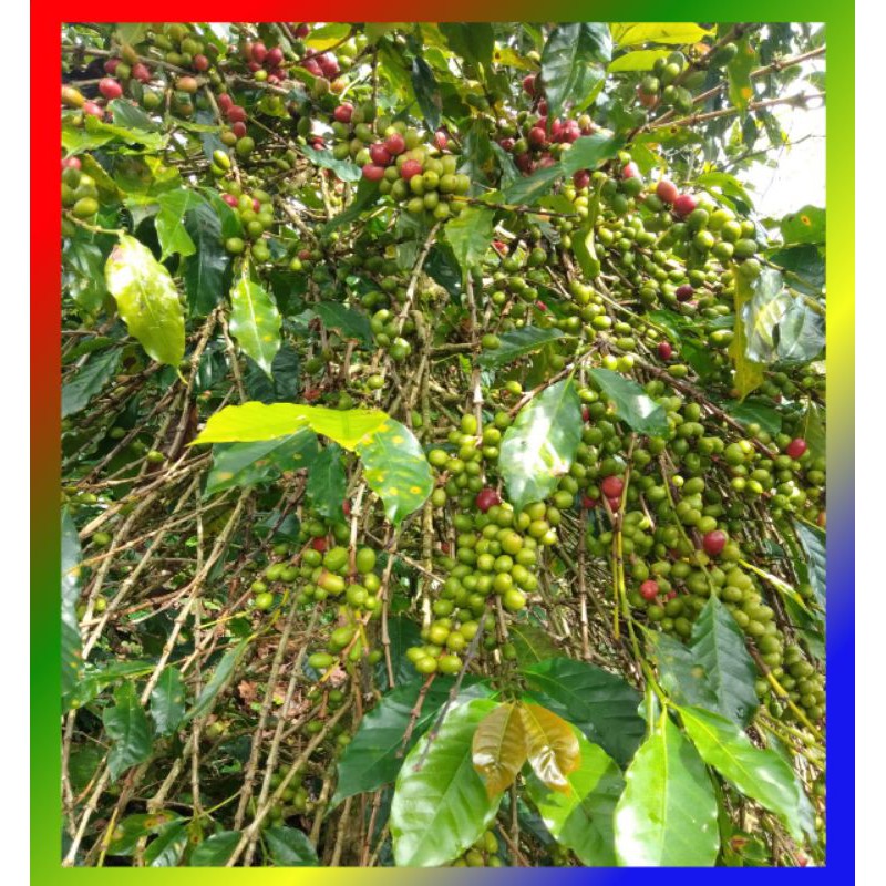 

Benih arabika gayo/Bibit ateng super dan Tim-Tim/Isi 500 GR