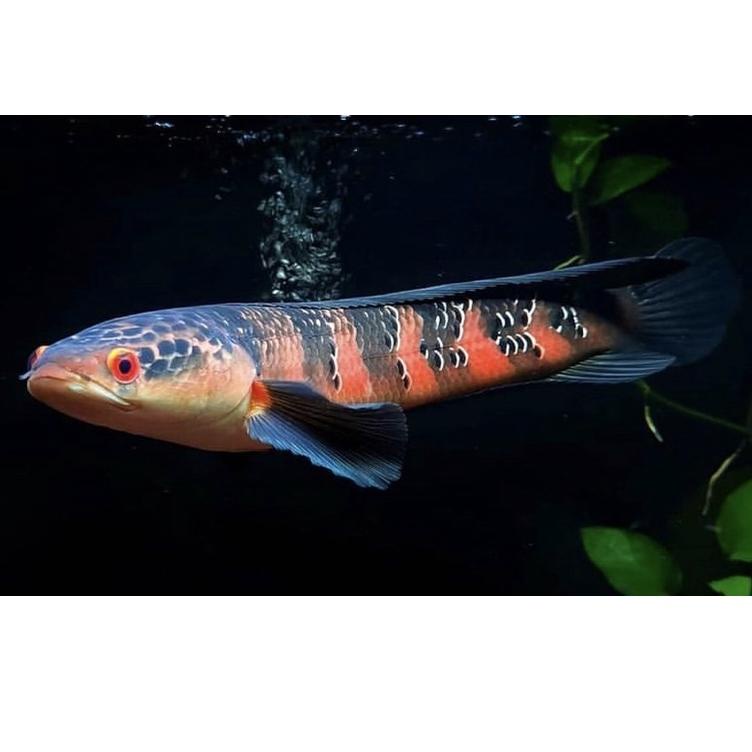 ikan channa Red barito kalimantan 3-12 cm (KODE Z677)