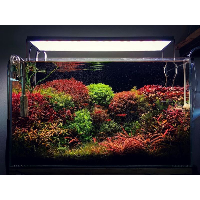 Paket Tanaman Aquascape ( Tanaman Aquascape Merah )