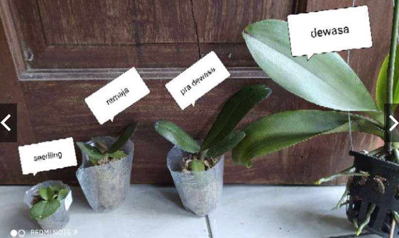 Anggrek Dendrobium Seedling Hybrid Thailand