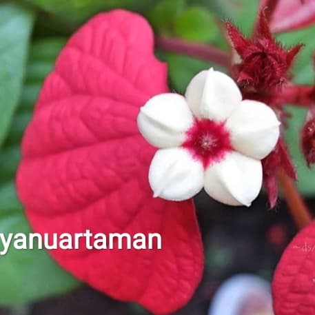 tanaman hias nusa indah merah - pohon nusa indah bunga merah