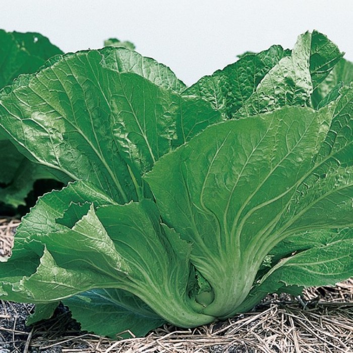 200 Biji Benih Sawi Pahit Majapahit Sayuran Unggul Bintang Asia Bibit Tanaman Sayur Seribuan