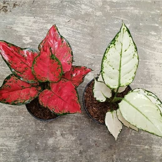 ready Paket 2 aglonema super white+red heart