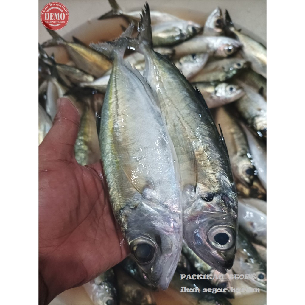 

Ikan Kembung Segar Kembung Bentrong Ikan Fresh Laut Kualitas GARANSI SEGAR