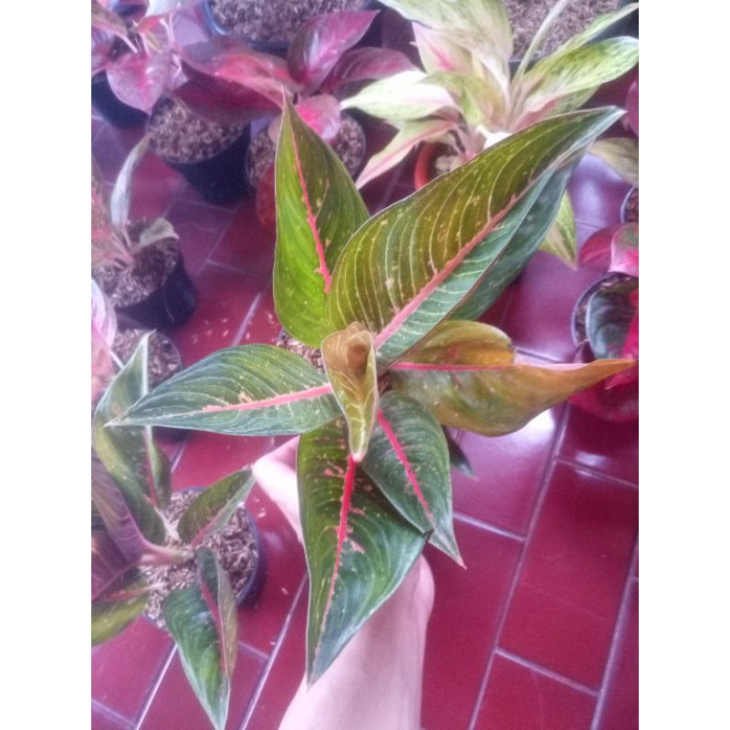 Aglonema Legacy Hijau