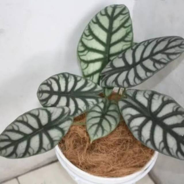 Tanaman Hiasa Keladi Alocasia Silver Dragon Keladi Shopee Indonesia