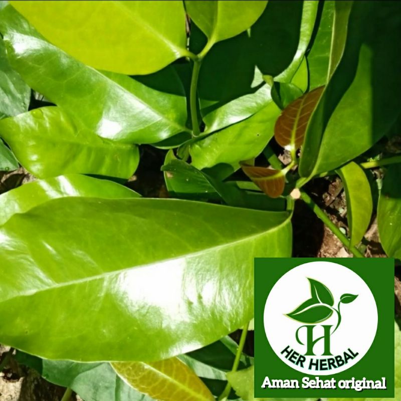 

jual Daun melinjo atau daun tangkil segar