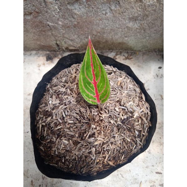 aglonema baby red legacy