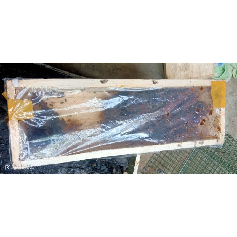 Klanceng trigona Terminata hasil penangkaran / Super Aktif