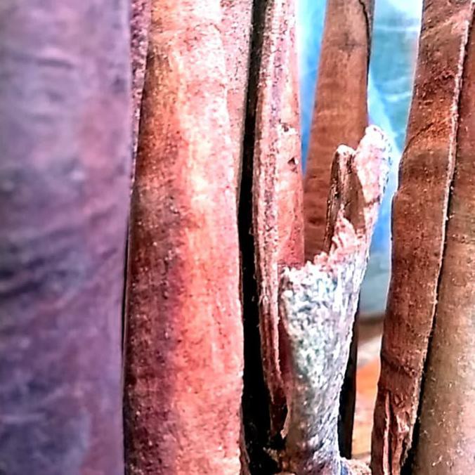 

Sale!! Kayu Manis Cinnamon 100G Terbaru