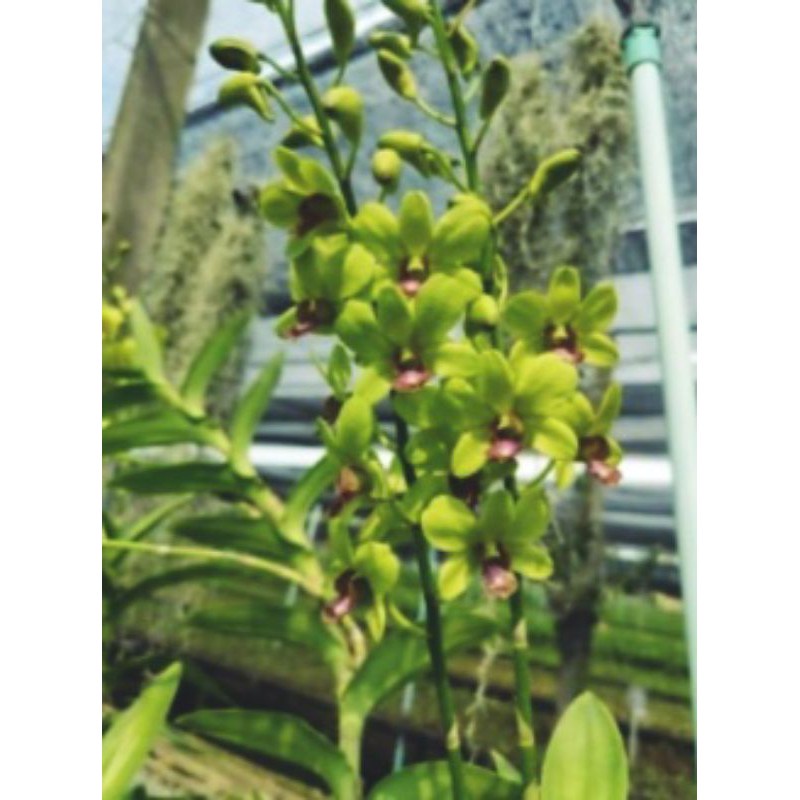 dendrobium jitrapong /jda besar siap bunga jumbo