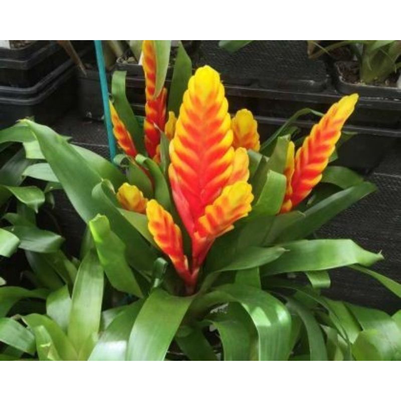 bromelia vriesea (bromelia ekor ayam)