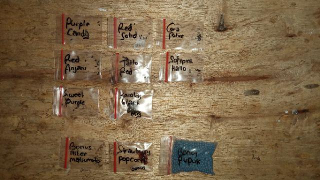 Vinca Softpink Hallo (benih/seed/biji) Tegak