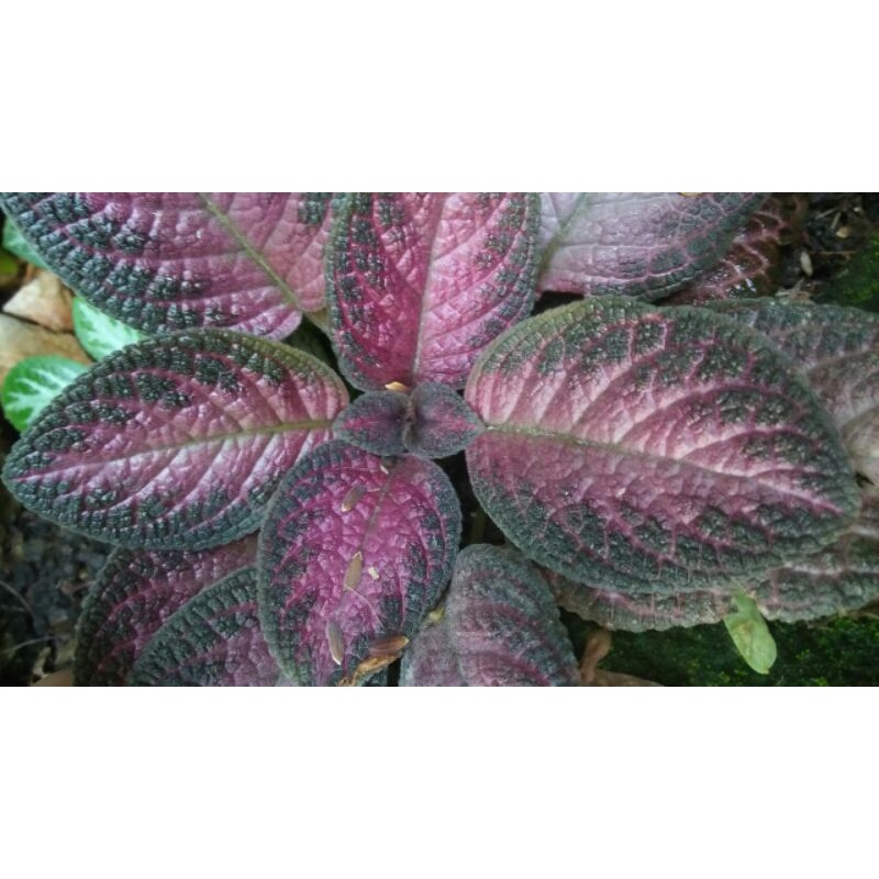 EPISCIA