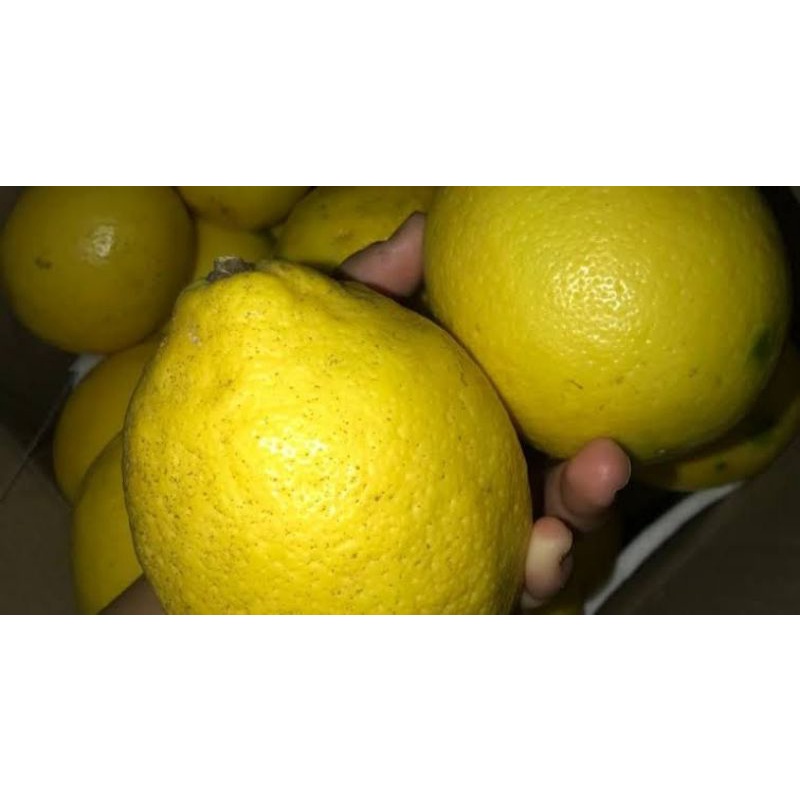 

jeruk lemon jumbo buah per kilo
