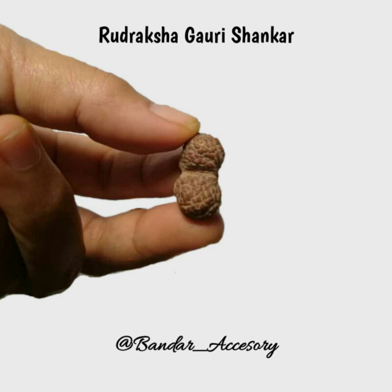 Rudraksha Gauri Shankar Jenitri Dempet 2