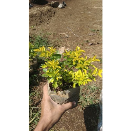 Tanaman hias teh-tehan kuning/bibit bunga teh-tehan kuning