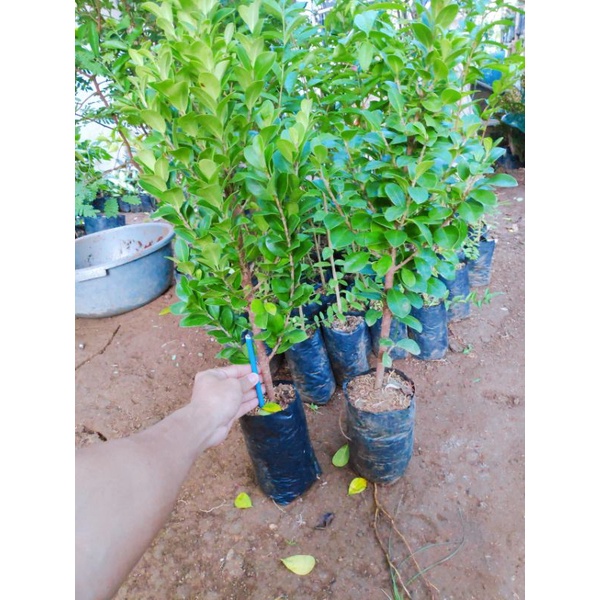 Bahan bonsai bibit beringin kompakta bahan bonsai murah