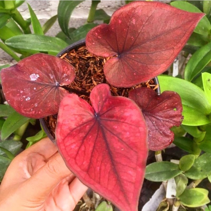 Caladium Infinity / bunga keladi / tanaman hias keladi murah / tanaman keladi hidup / caladium thail