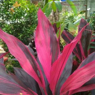 Jual Tanaman hias daun hanjuang merah andong merah pohon indoor outdoor