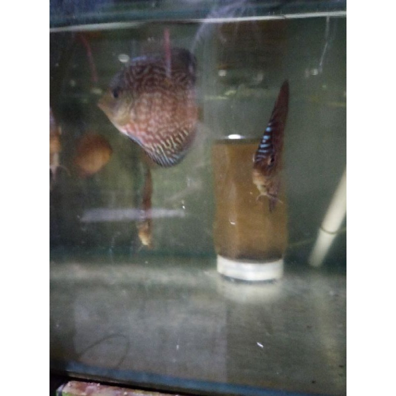 Discus Red Mosaic 2,5-3"