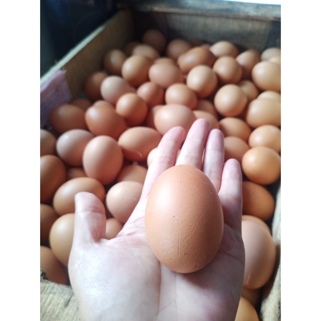 

Telur