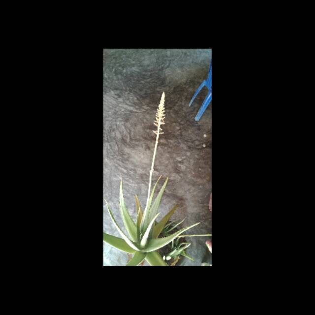 Bunga lidah buaya (aloevera)