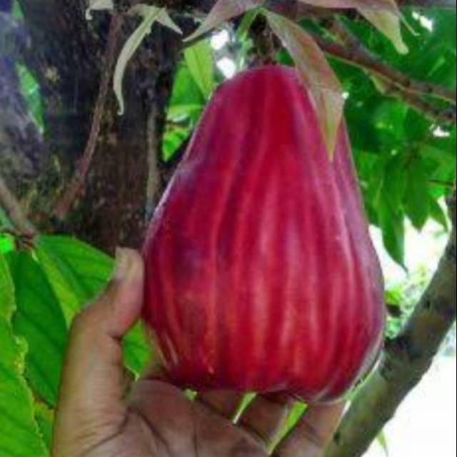 bibit jambu jamaika