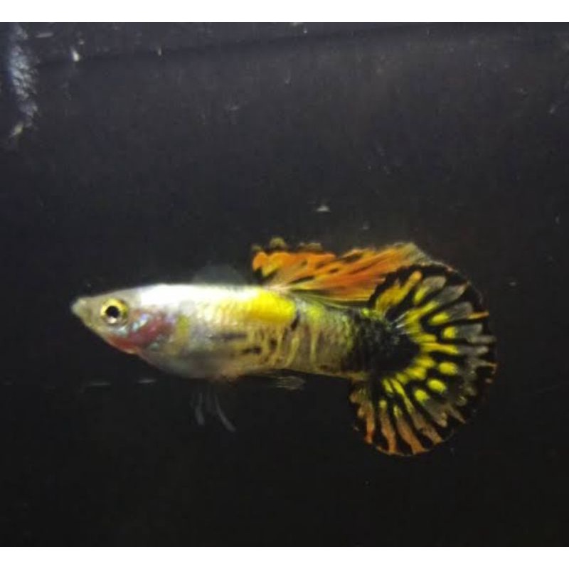 Guppy Medusa roundtail