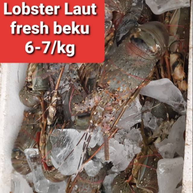 lobster laut hidup fresh