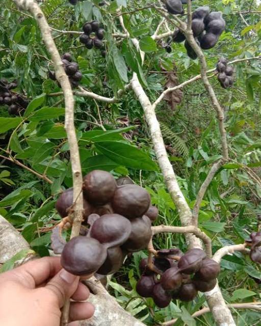 5 Panduan Cara Menanam Jengkol Mudah Di Lahan Terbatas Mediatani