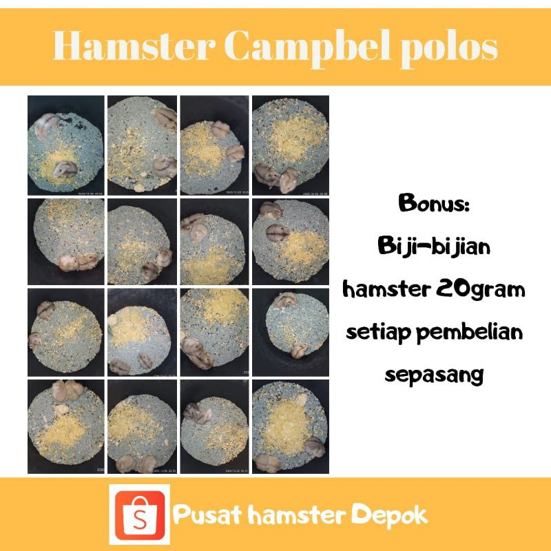 Hamster Campbel Sepasang