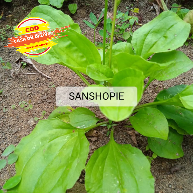 

Daun sendok atau ki urat segar petik langsung 1 kg