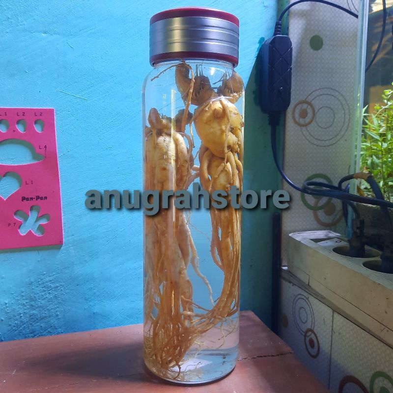 

gingseng merah korea import lengkap botol
