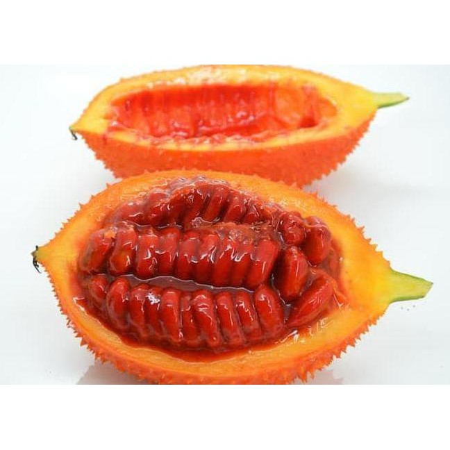 TERLARIS Bibit Buah Gac Fruit Cl3R