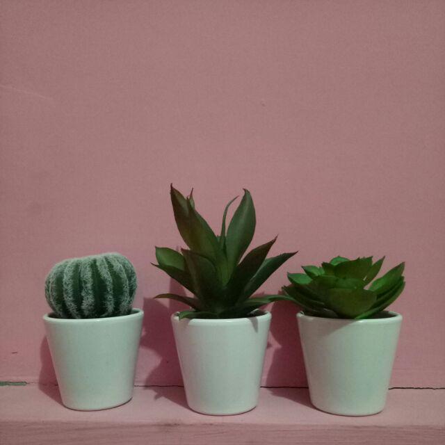 Suculent Set 3 Pcs