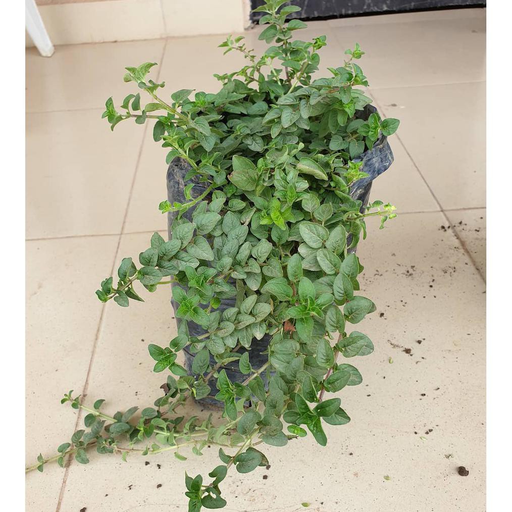 Bibit Tanaman Herbal Oregano @#