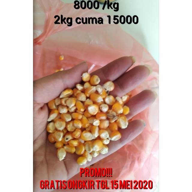 

Jagung pipil besar 1kg