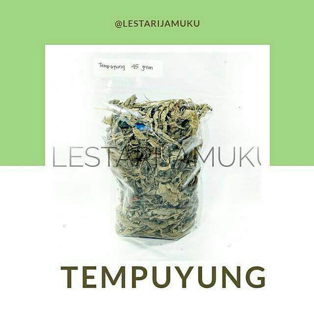 

Tempuyung Kering Simplisia