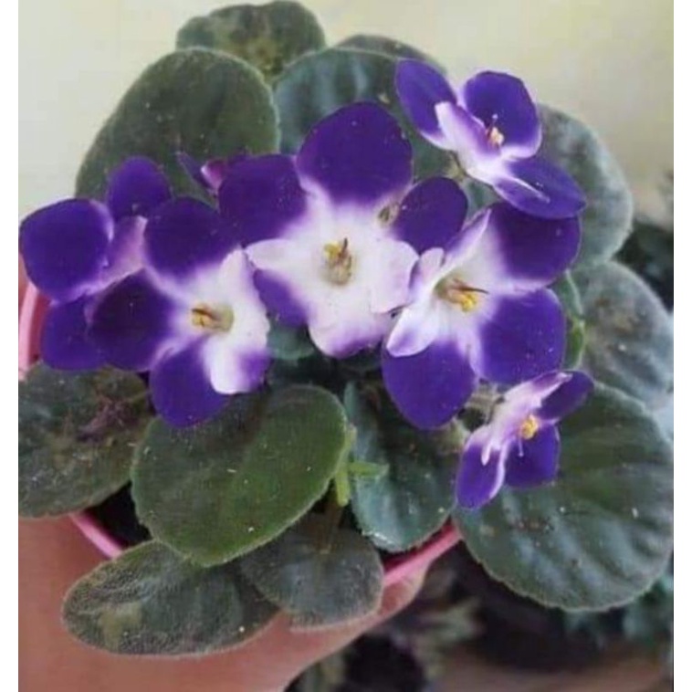 TANAMAN BUNGA VIOLCES