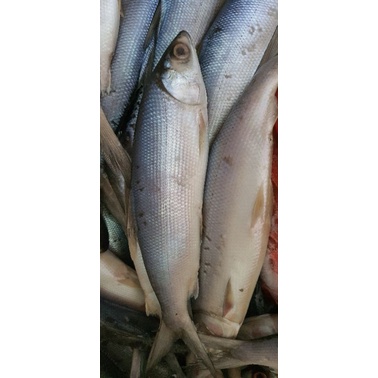 

Ikan Bandeng