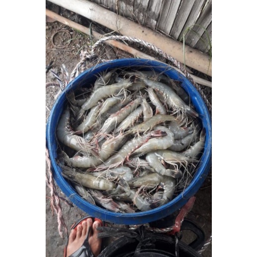 

Udang Windu Segar / Udang Tiger / BLACK TIGER PRAWN Ukuran 20-25 ekor/@500gr