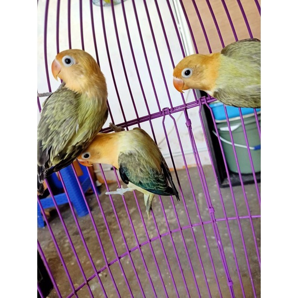 Burung Lovebrid/LB/Lakbet Biola pb euwing blue/mouve