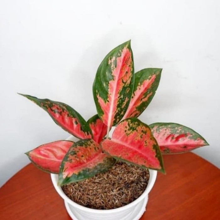 Aglonema Red Kochin - Tanaman Hias Aglonema Kochin