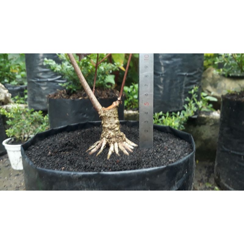 waru merah program akar bahan mini bonsai