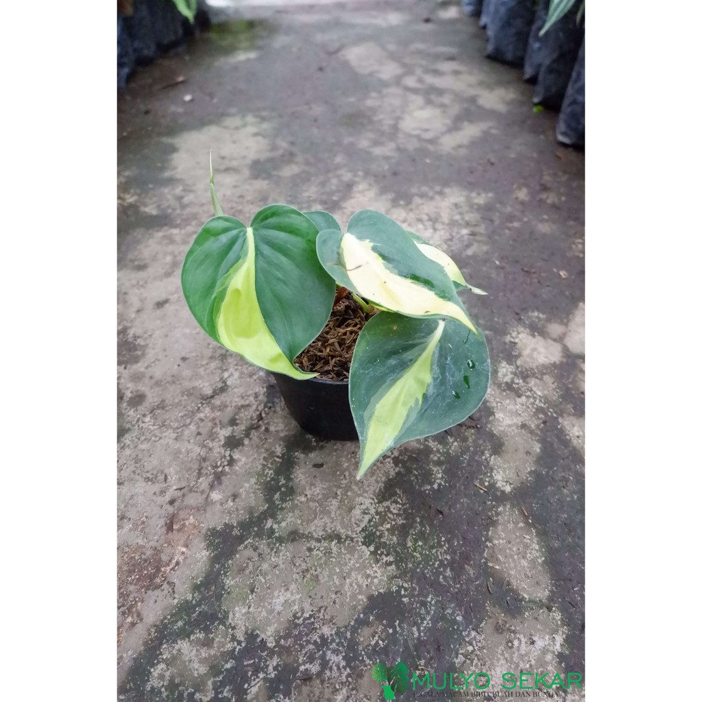 Tanaman hias sirih brazil Philodendron Brazil - Tanaman Air - aesthetic decor